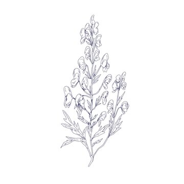 Outlined botanical sketch of Aconite flower. Wild wolfsbane in vintage style. Detailed drawing of floral plant. Aconitum, medicinal herb. Hand-drawn vector illustration isolated on white background