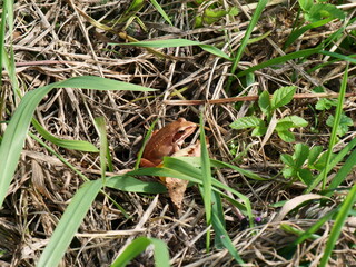 frog on the grass