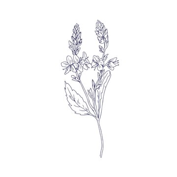 Heath speedwell flowers, outlined botanical drawing. Branch of Veronica officinalis. Wild floral plant. Detailed sketch of field herb in vintage style. Vector illustration isolated on white background