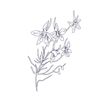recommend clip art: Outlined rocket larkspur flowers. Botanical drawing of floral plant. Detailed sketch of Consolida regalis. Field herb drawn in vintage style. Handdrawn vector illustration isolated on white background