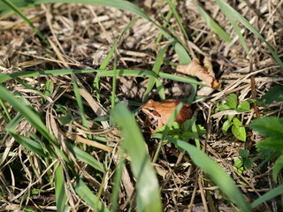 lizard on the grass