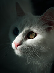 OLYMPUS DIGITAL CAMERA