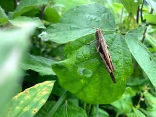 brown grasshopper insect perched on green leaf photo