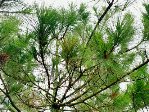 Lindenzweig Bilder Durchsuchen 7,589 Archivfotos, und