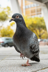 pigeon in the city closeup