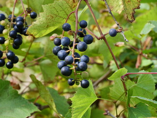 black currant berries