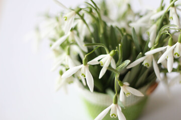 Spring season. Spring flowers concept. Snowdrop, spring white flower. Bouquet of fresh snowdrops flowers on the white background. White background with place for text and title