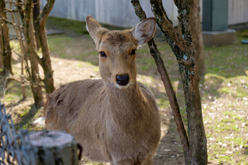 奈良の鹿