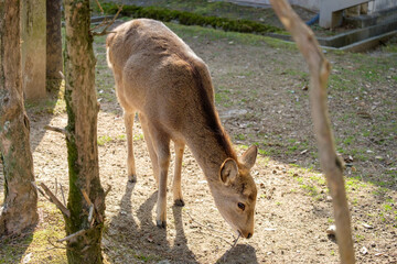 奈良の鹿