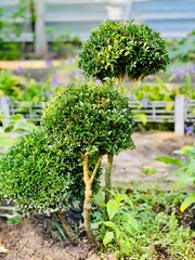Spherical boxwood bushes close up. Lawn with plants. Boxwood, an evergreen deciduous plant.
