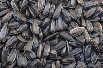 scattering of sunflower seeds close-up