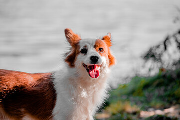  Happy smiling dog with open mouth looks at the camera in nature. High quality photo