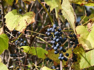 bunch of grapes