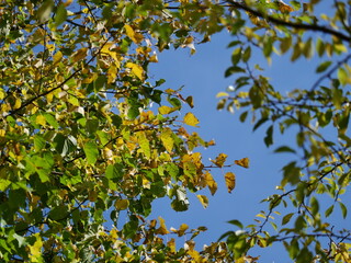 Fototapeta na wymiar yellow leaves on blue sky