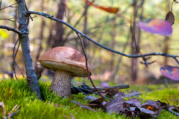 big mushroom grows in nature