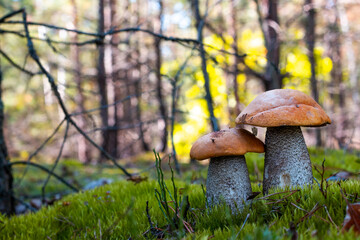 two big orange cap mushrooms grows