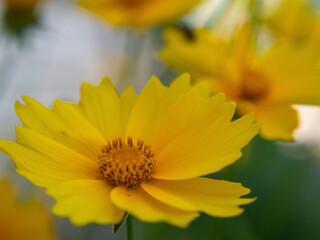 Unfocused Abstract Background of yellow flowers. A small flower with yellow petals and other flowers in the background. The yellow daisy in the foreground is out of focus on a yellow background