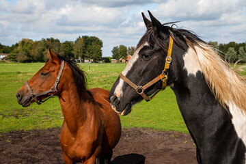 Obraz premium Horses in the pasture of the horse farmer in the beautiful landscape of the province Drenthe, close to the nature reserve 'Amsterdamse Veld', the Netherlands