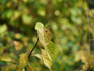grasshopper on a branch