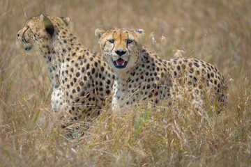 Cheetahs in closeup range, portrait from Masai Mara, Kenya