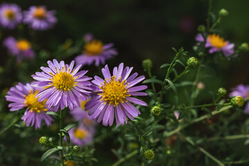 Obraz premium Small purple aster flowers bloom on a blurry background of green foliage. The Novobelgian aster (Latin Symphyotrichum novi-belgii) or the Virginian aster are beautiful autumn flowers in the garden.