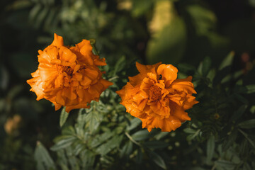 Two yellow marigold flowers on a dark background. Orange flowers of marigolds (Lat. Tags) in bloom. Marigold flowers bloom in the garden on a dark background.