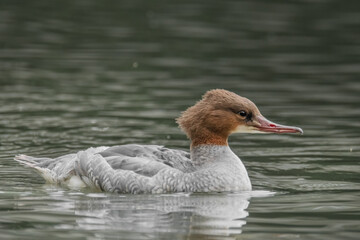 Gänsesäger schwimmt im See