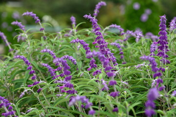 高貴な色合いの紫色のアメジストセージ