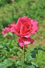 pink rose in garden