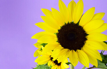 
Close up. Sunflower flower with violet background. Copy space.