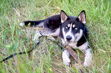 Naklejka na ściany i meble the husky is lying on the grass and gnawing on a stick
