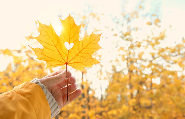 autumn yellow maple leaf in hand on abstract natural background. symbol of autumn season. golden...