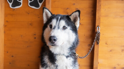 Siberian husky is kept in an aviary. The dog looks at the camera. Animal concept.