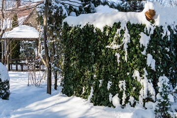 Tall compost heap is hidden under leaves of green English ivy (Hedera helix, European ivy). Ivy as Decorative element of garden. Background from elegant leaves. Snow all around. Sunny winter day.