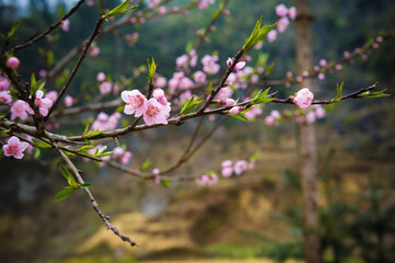 Peach blossoms in full bloom in Ha Giang, Vietnam