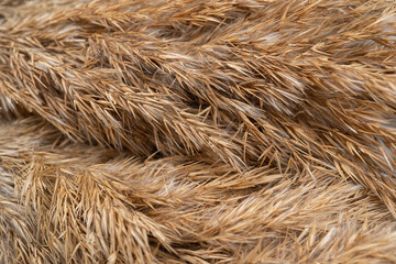 Light background with a common reed. Copy space.