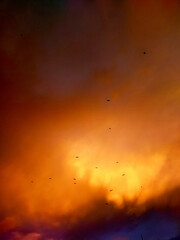 A group of bats in a sunset clouds