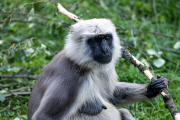 Małpa Zoo Ostrava