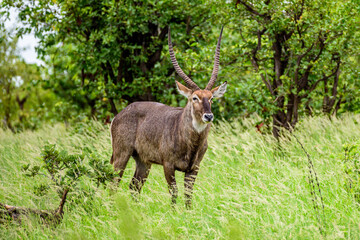 Waterbuck male in Kruger NP in South Africa.