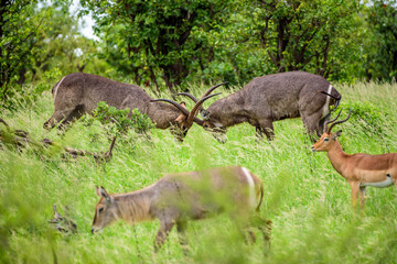 Waterbuck males play a game in Kruger NP, South Africa.