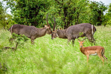 Naklejka na ściany i meble Waterbuck males play a game in Kruger NP, South Africa.