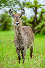 Waterbuck female in Kruger NP in South Africa.