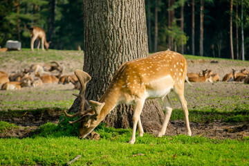 Naklejka na ściany i meble Deer eating grass in a field with other deer in the distance