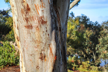 old eucalyptus tree trunk with grafitti