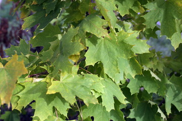 Maple leaves in autumn. Leaf fall. Golden autumn. Autumn maple leaves background