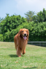 Obraz premium Golden Retriever walking on the grass