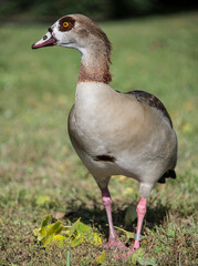 Nilgans