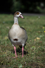 Nilgans
