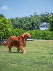 Golden Retriever walking on the grass