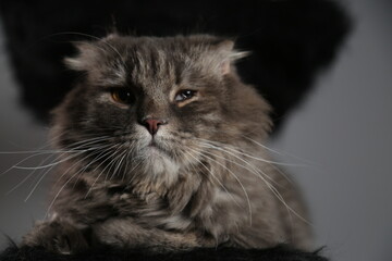 Gray cat portrait in studio with Gray background